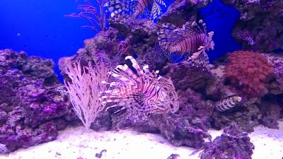 Прикрепленное изображение: P_20151204_113059.jpg